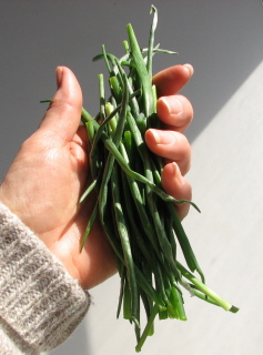 chives